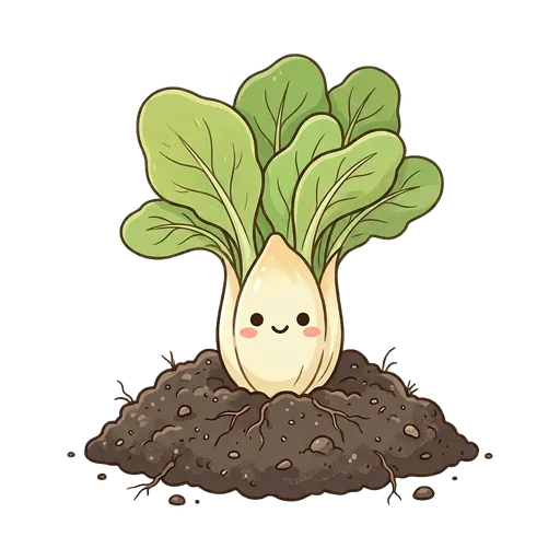 Chicory
