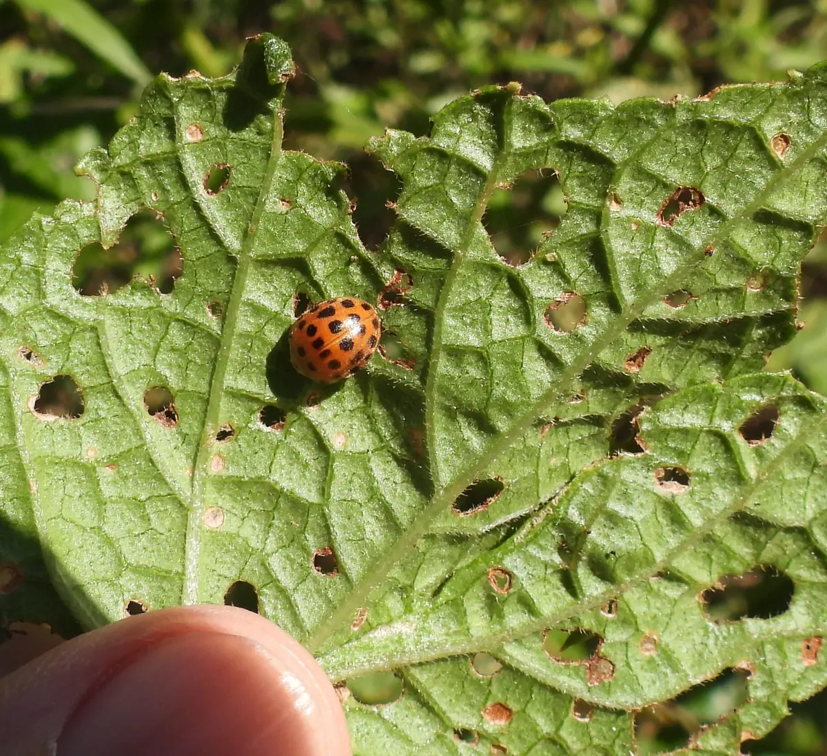 Adult 28-spotted ladybird, orange-brown with black spots, on a leaf grazed into a lacy skeleton
