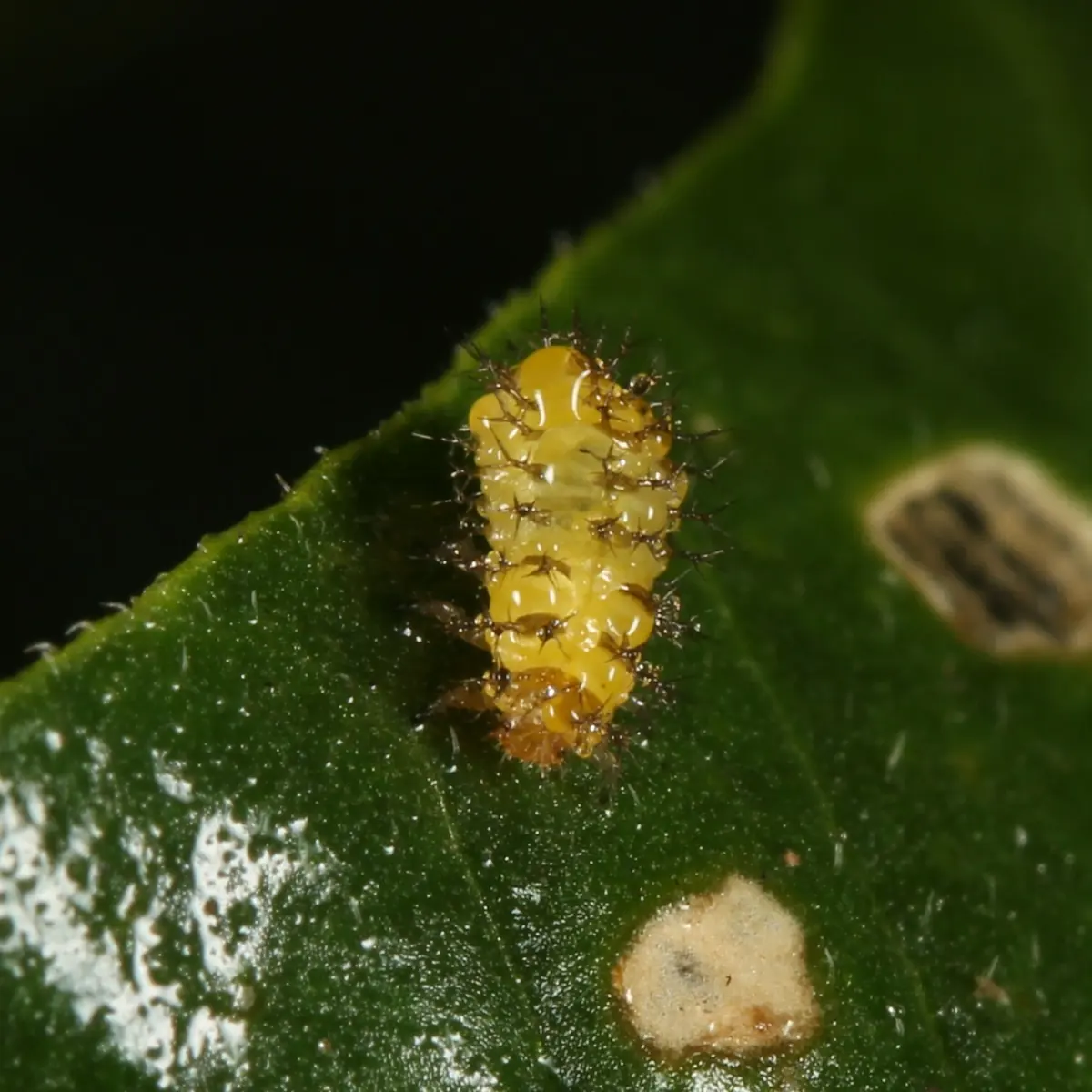 Spiky yellow 28-spotted ladybird larva on a leaf beside pale grazed patches