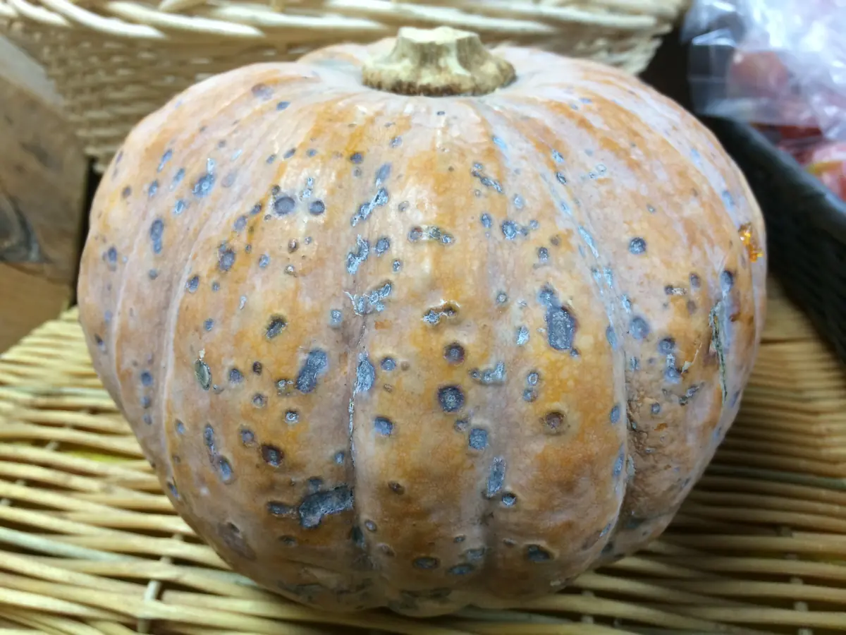 Pumpkin with many dark, sunken anthracnose spots across the skin