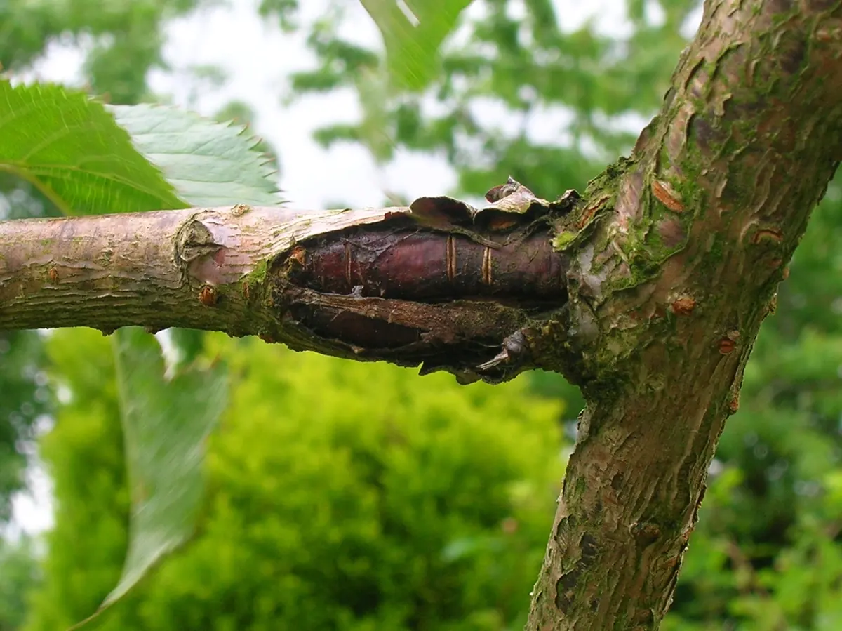 A sunken, dark, split canker on a cherry branch where it joins the trunk