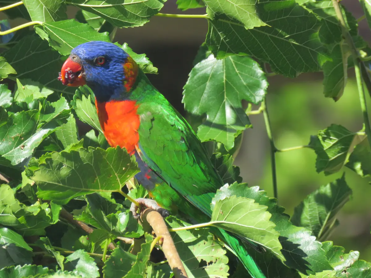 Rainbow lorikeet with a blue head and orange chest eating mulberries among the leaves