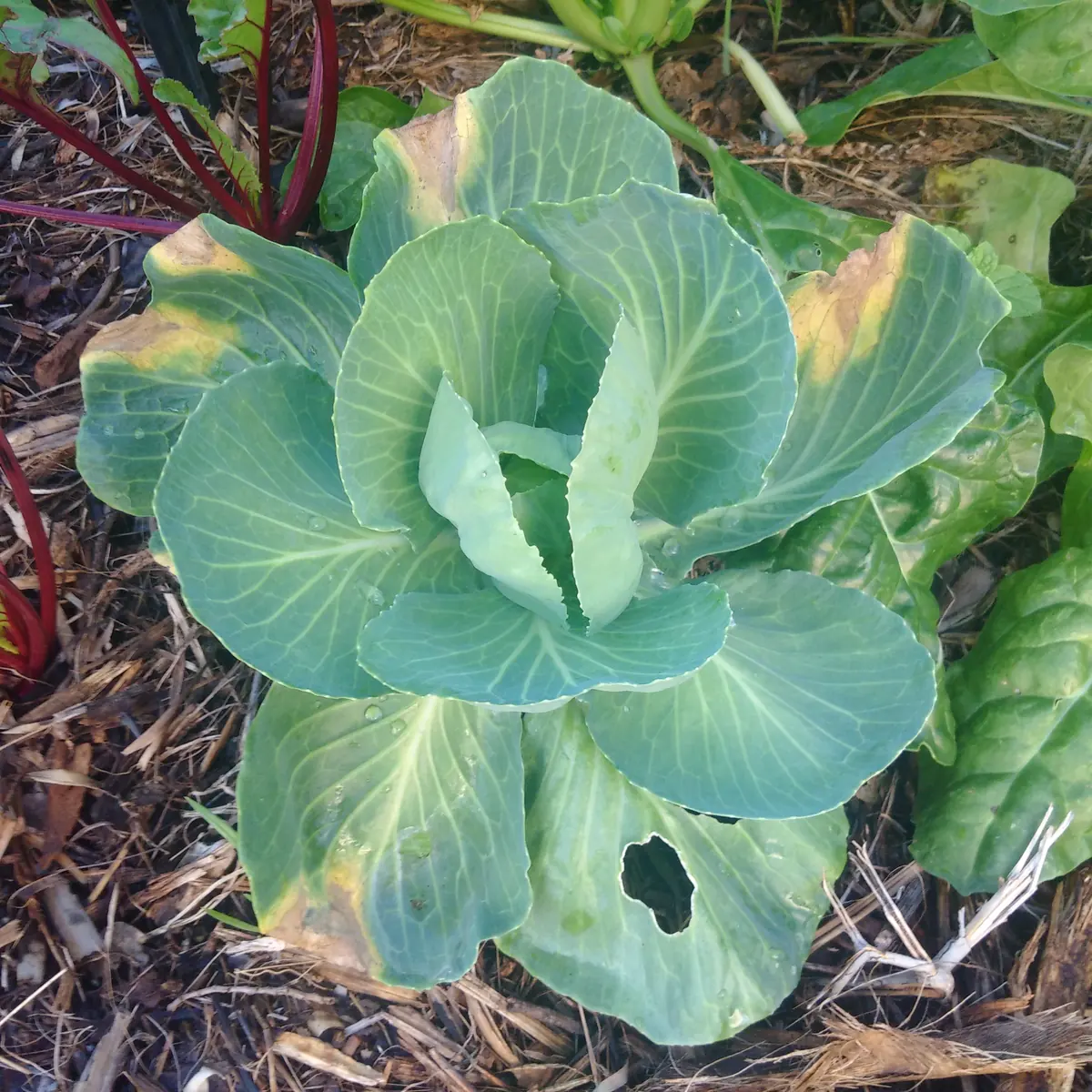 Young cabbage with yellow V-shaped black rot lesions at the leaf edges
