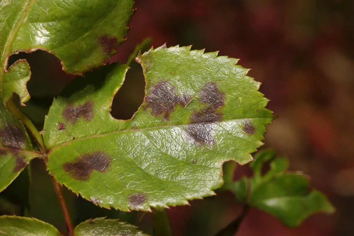 Rose leaves with irregular dark purple-black spots and yellowing