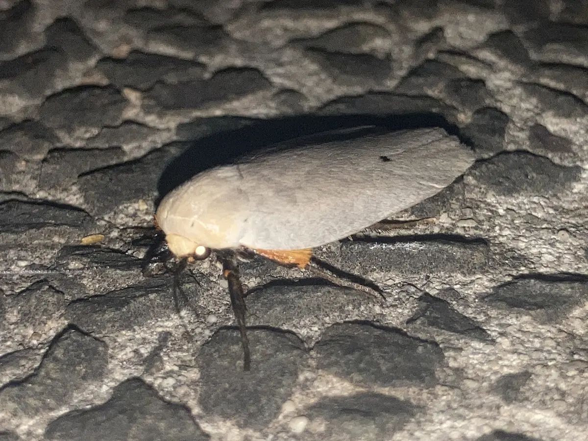 A cream-white moth with orange legs resting on dark bark