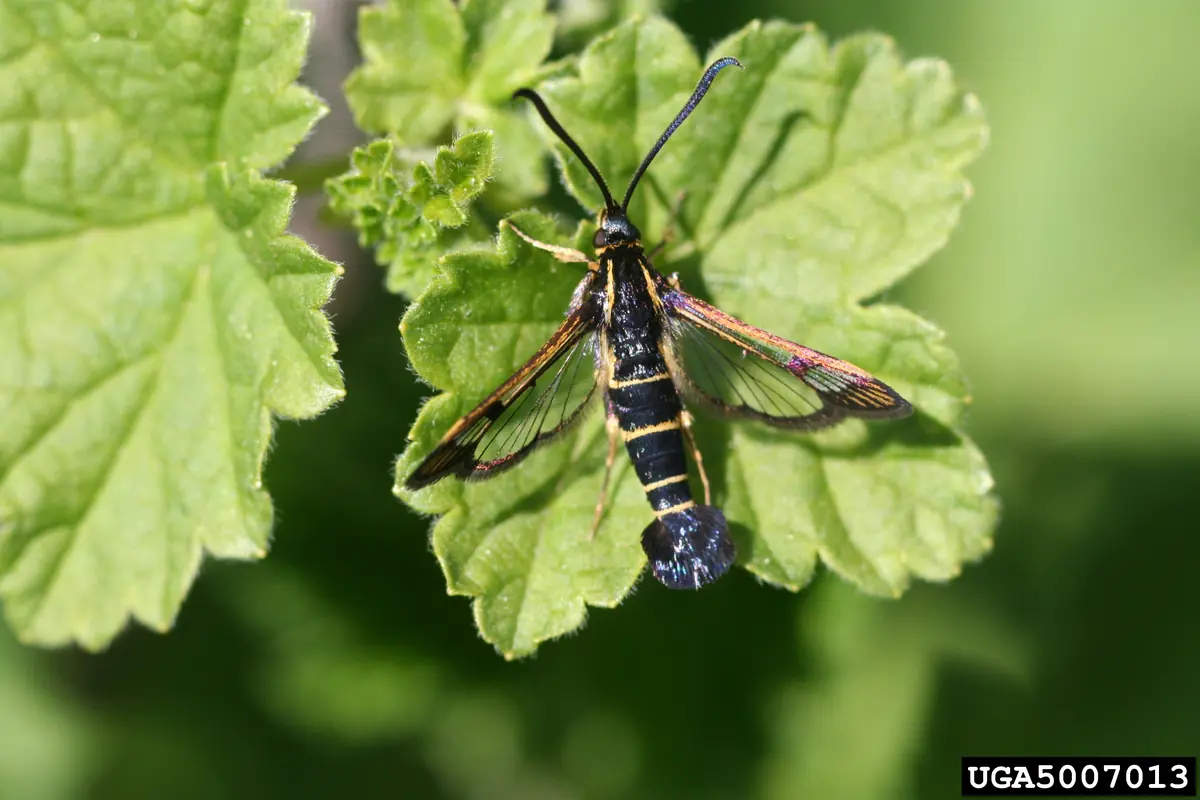 A slender dark blue-black clearwing moth with yellow bands resting on a currant leaf
