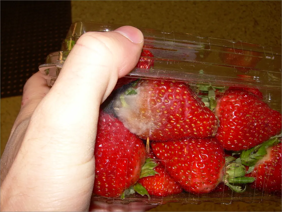 Strawberries in a punnet with fuzzy grey Botrytis mould on one berry