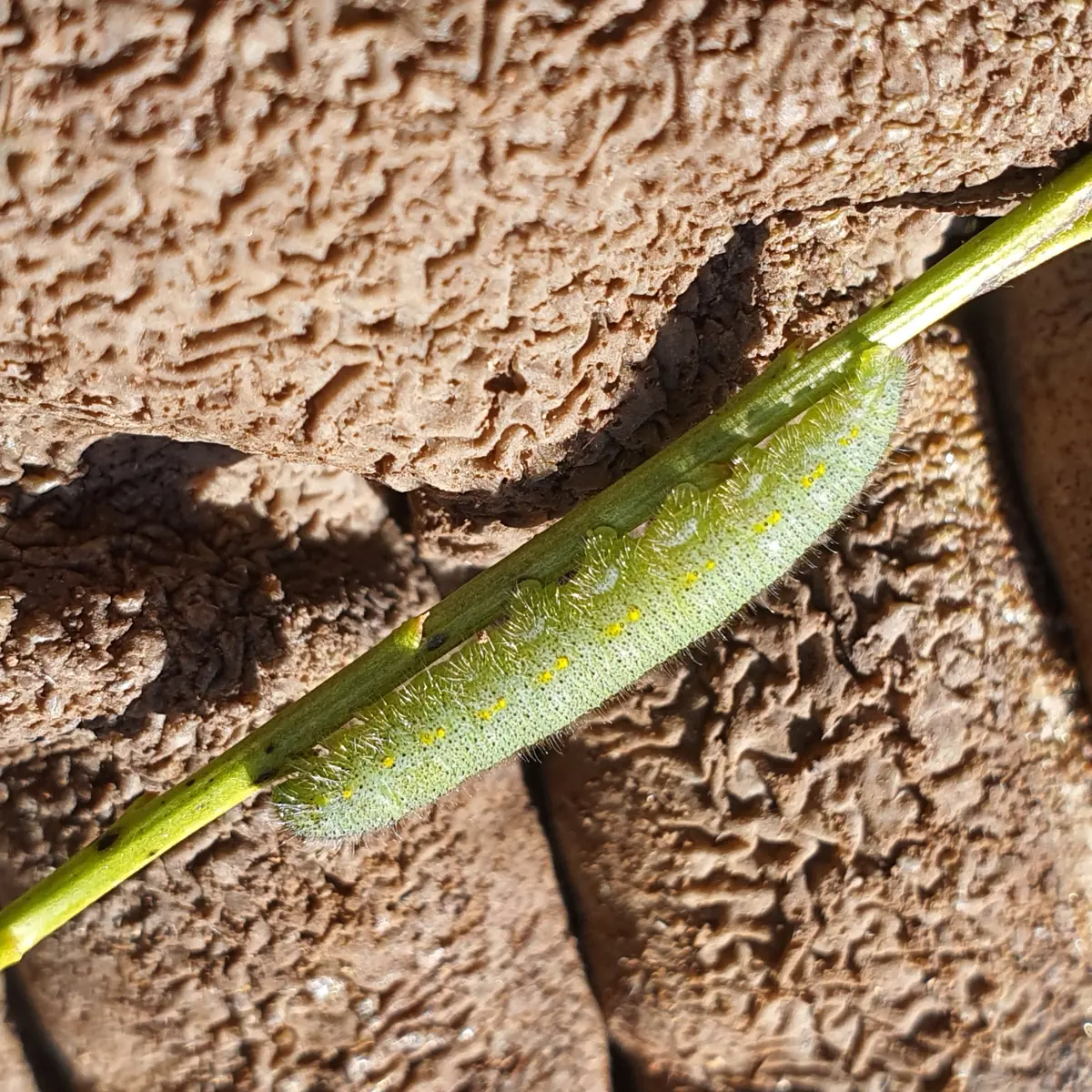 Velvety green cabbage white caterpillar on a plant stalk