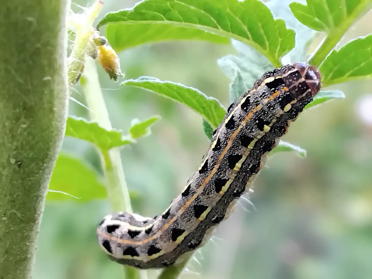 Dark cluster caterpillar with rows of black markings on a plant stem