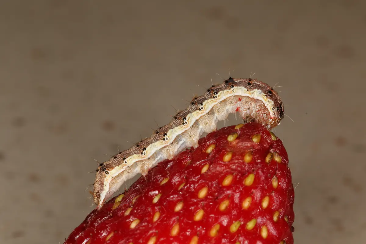 Striped corn earworm caterpillar feeding on a ripe strawberry
