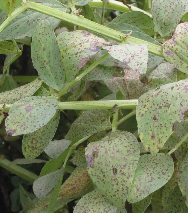 Broad bean leaves and stems peppered with many small reddish brown spots