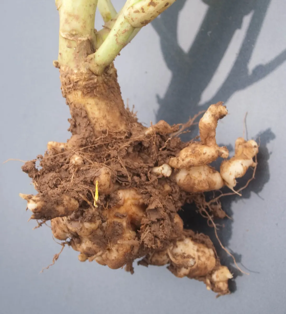 Brassica roots swollen into knobbly clubbed lumps