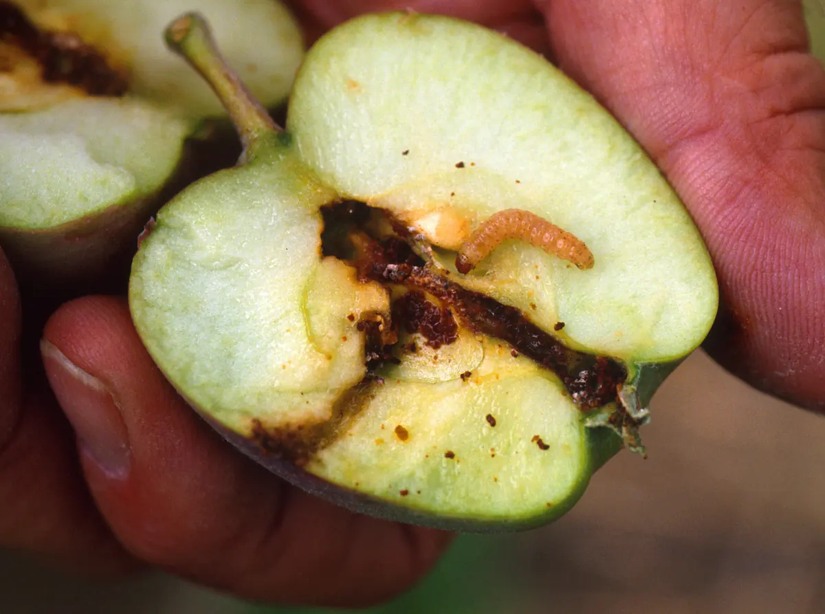 Cut apple with a codling moth larva beside its brown, frass-filled tunnel