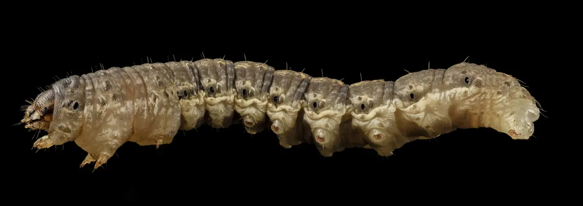 Fat grey-brown black cutworm caterpillar, side view