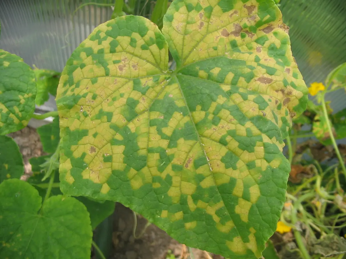 Cucumber leaf with angular yellow downy mildew patches bounded by the veins