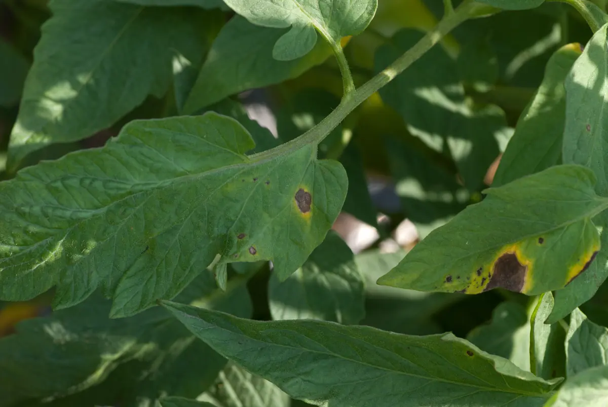 Tomato leaves with dark brown ringed spots surrounded by yellow