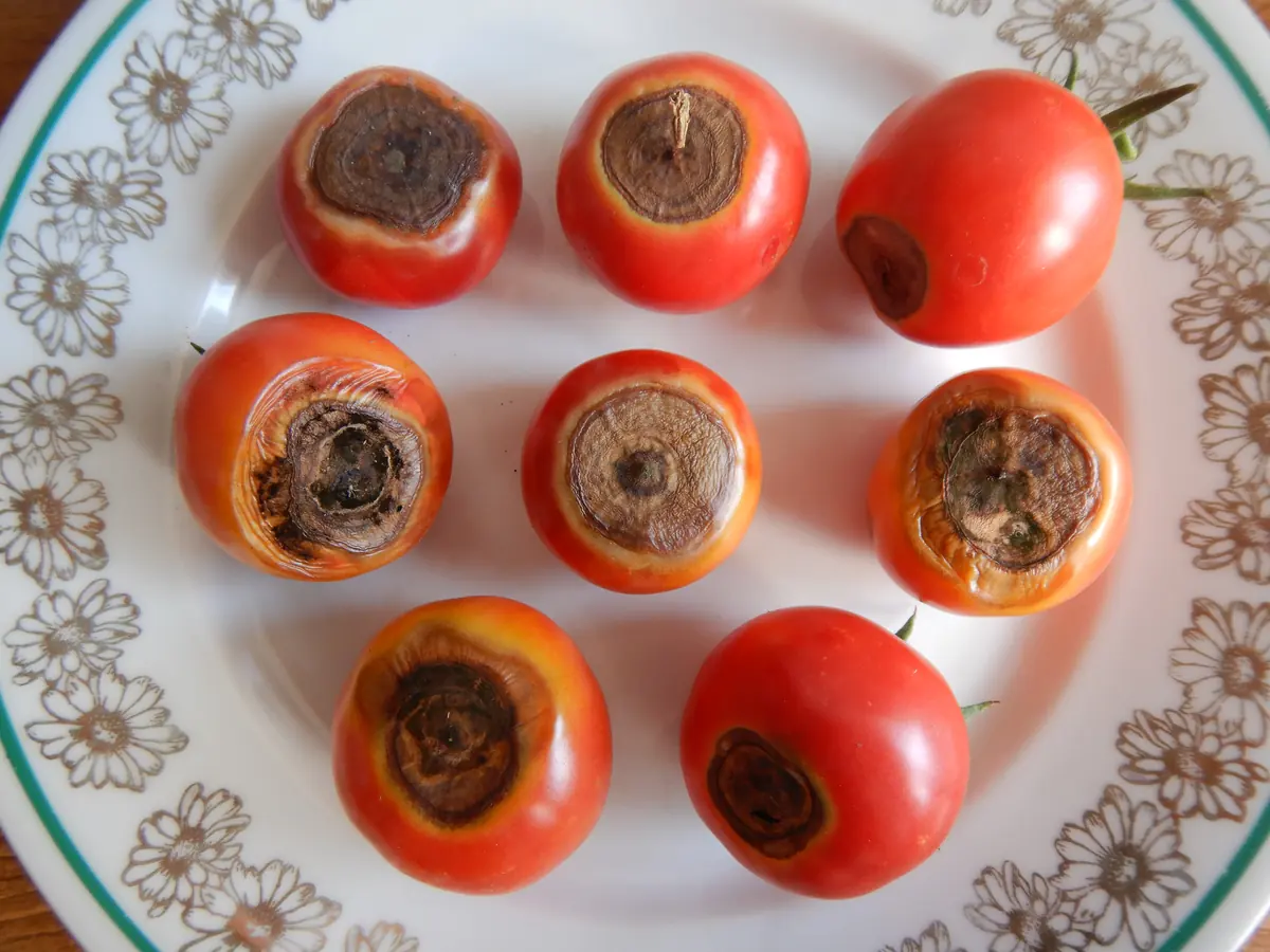 Eight ripe tomatoes on a plate, most with dark sunken ringed lesions at the stem end