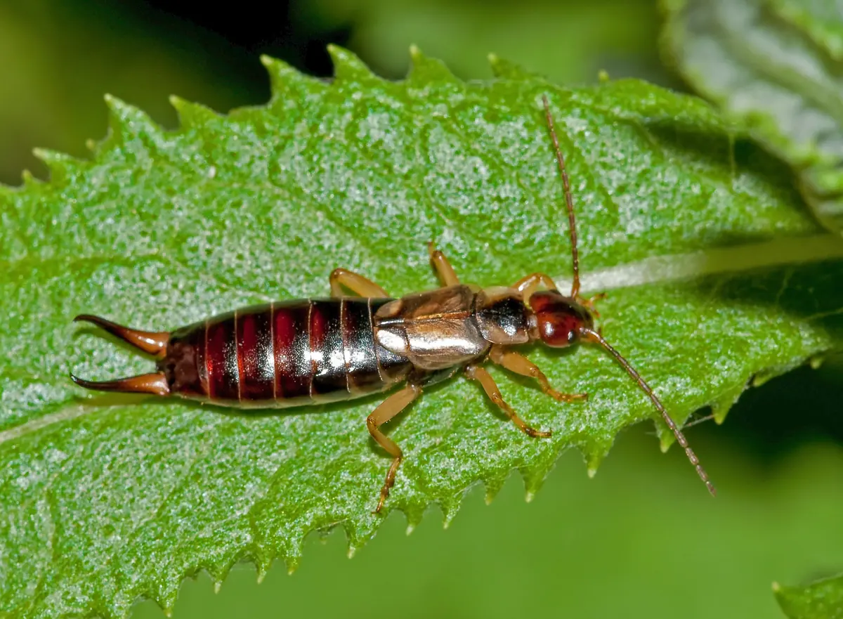 Earwig with curved tail pincers on a serrated leaf