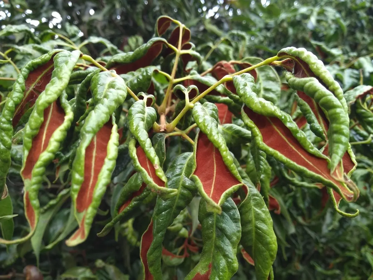 Curled lychee leaves showing thick rusty brown felt on their undersides