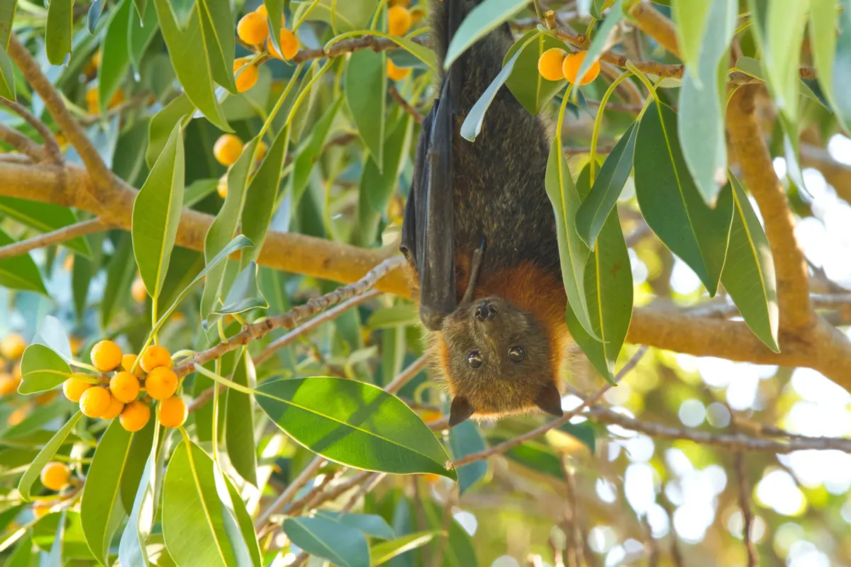 A grey-headed flying fox hanging upside down in a fig tree among orange figs