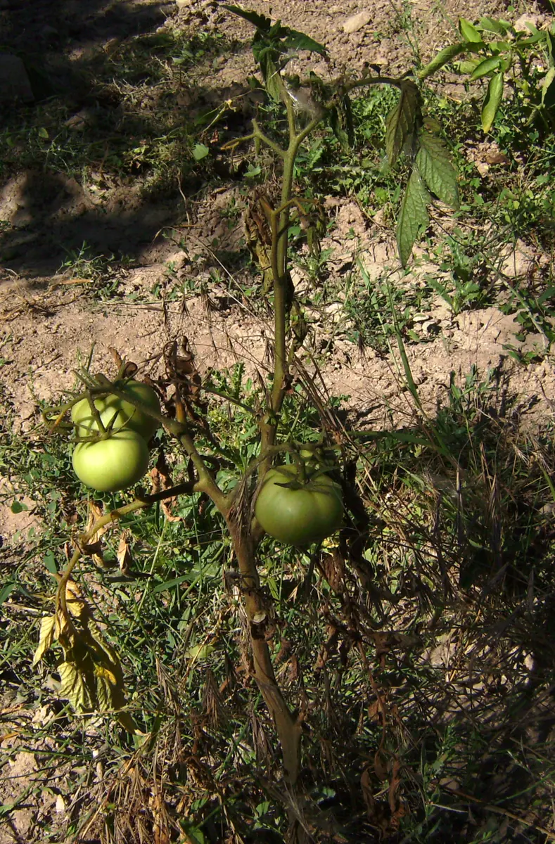 Wilted tomato plant with a brown stem and dying leaves from Fusarium wilt