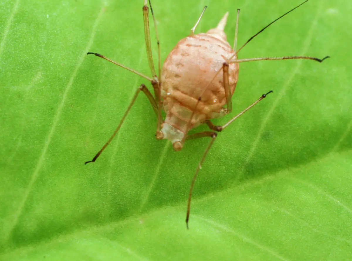 Swollen, tan aphid mummy left after a parasitic wasp killed the aphid