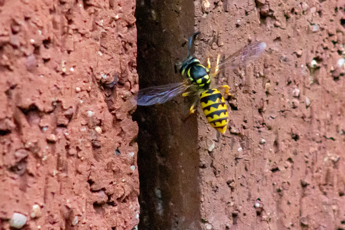 European wasp, smooth lemon-yellow and black, on a brick wall