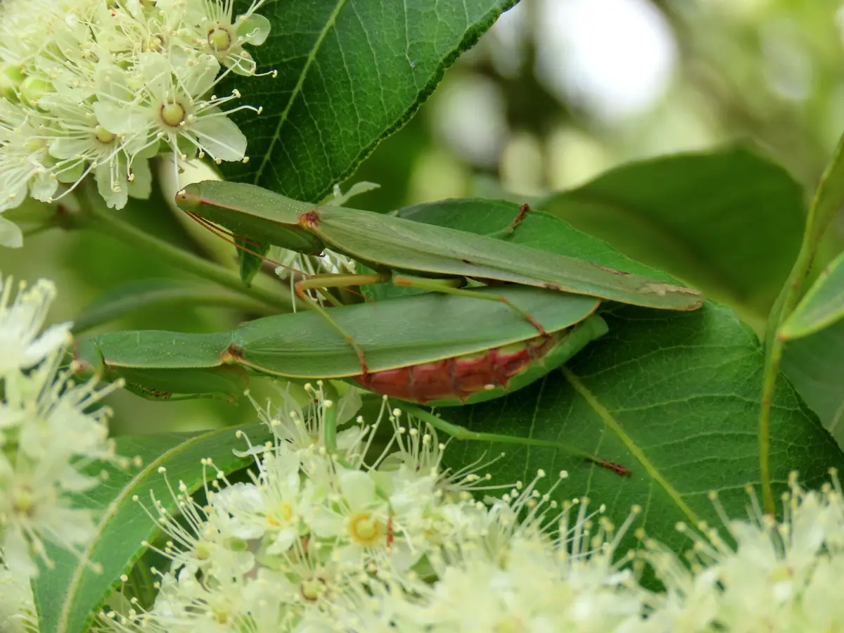 Green garden mantis among white flowers