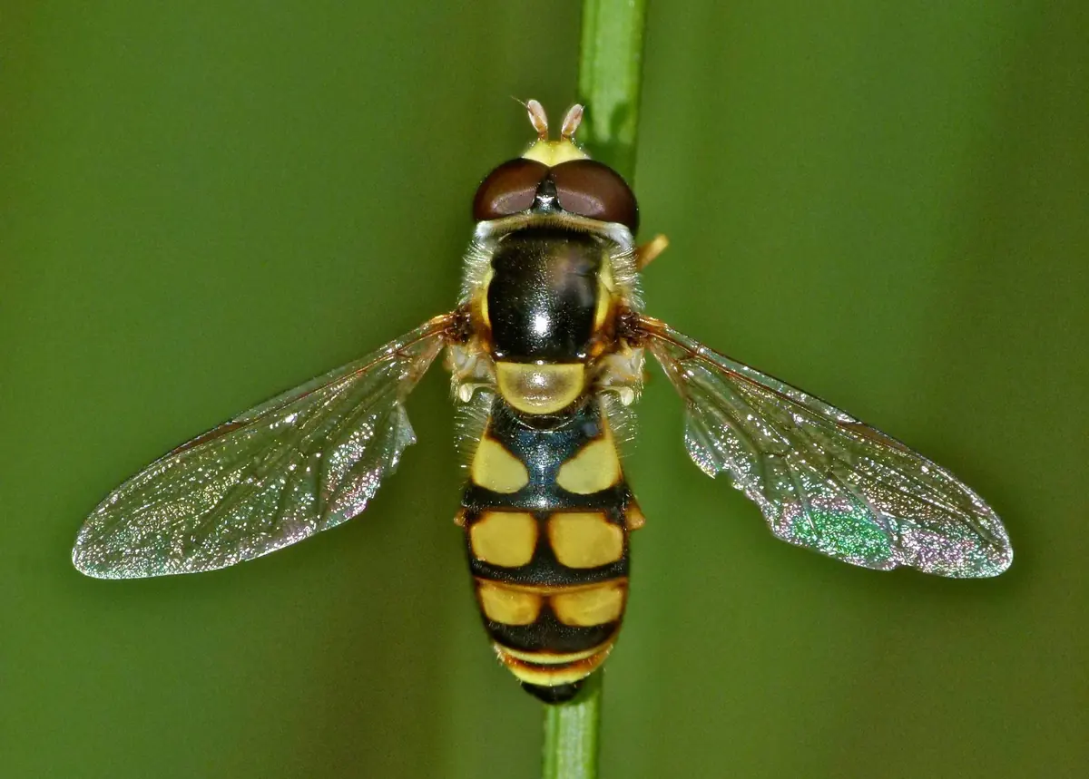 Hoverfly with a yellow and black banded body, large eyes and one pair of clear wings