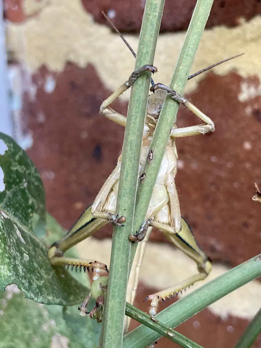 Giant grasshopper clinging to a plant stem in a garden