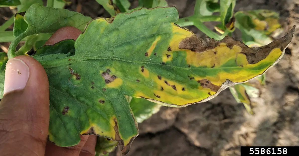 Tomato leaf with many small dark spots and yellowing edges