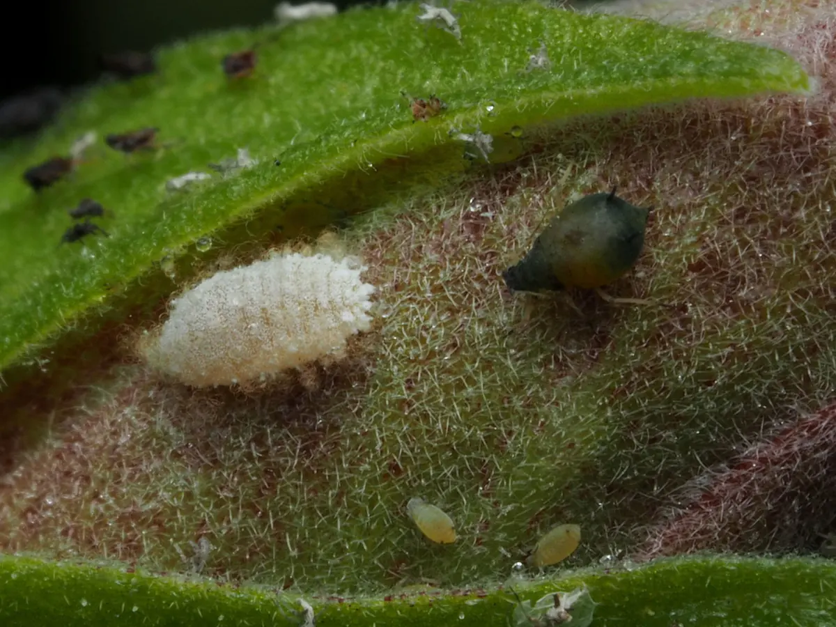 Citrus mealybug coated in white wax on a leaf