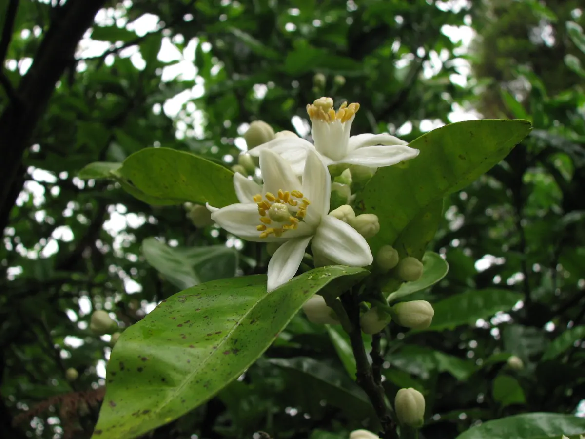 A citrus leaf covered in small dark brown raised specks beside white citrus flowers