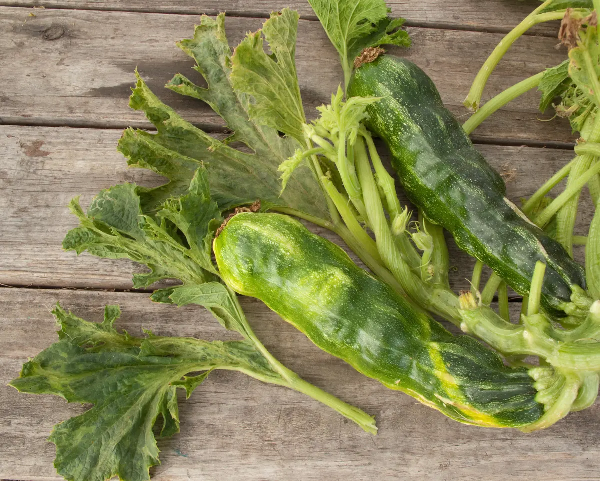 Two misshapen, mottled zucchini fruits with distorted leaves from a virus-infected plant