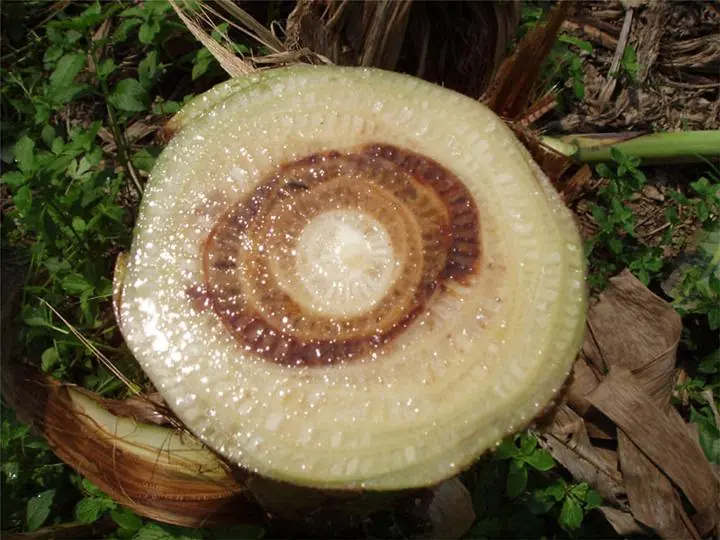 Cut banana trunk showing a ring of red brown stained tissue inside pale flesh