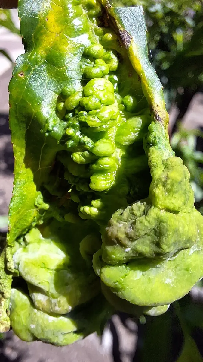 A thick, puckered and blistered yellow-green peach leaf