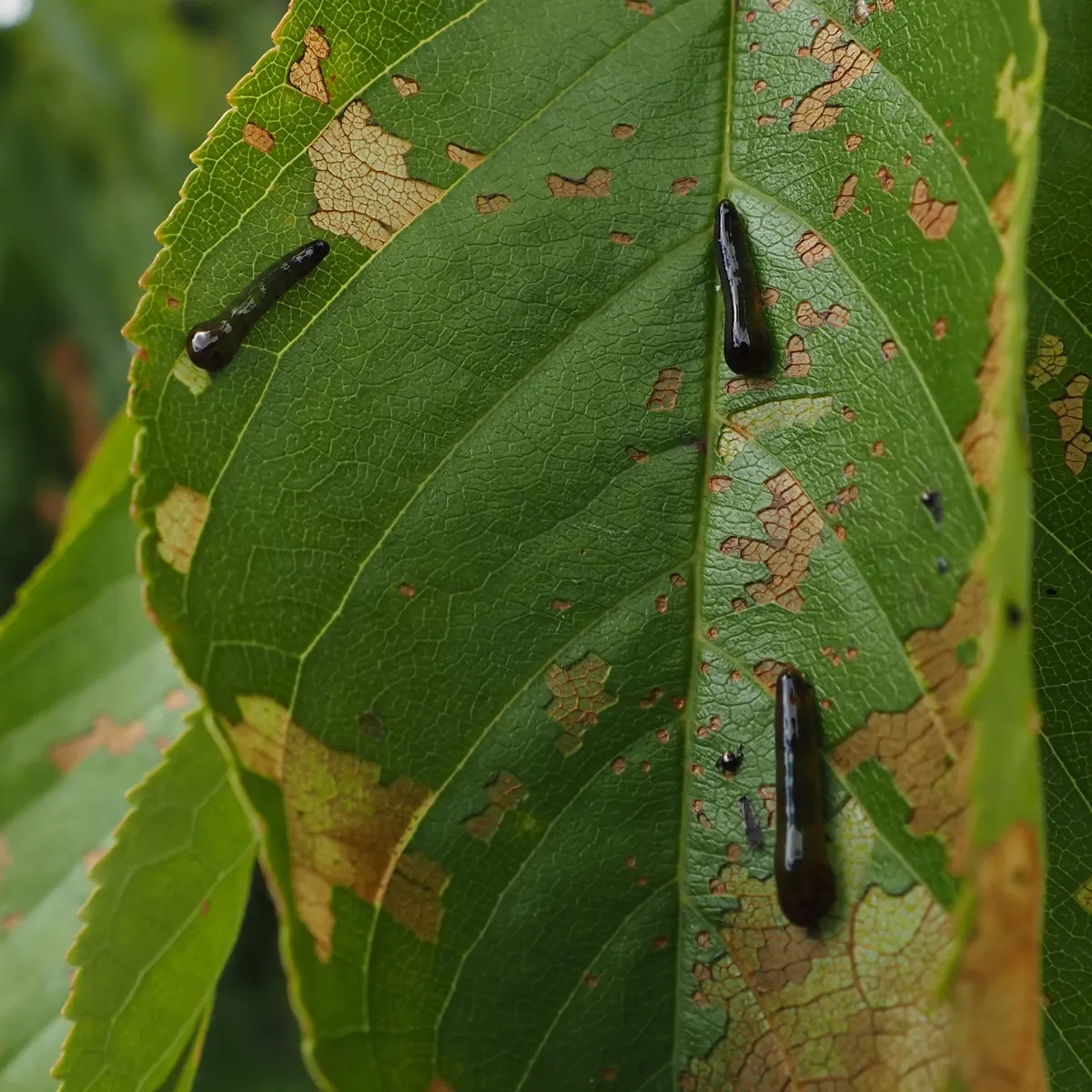 Three dark slug-like larvae on a green leaf with brown scraped patches