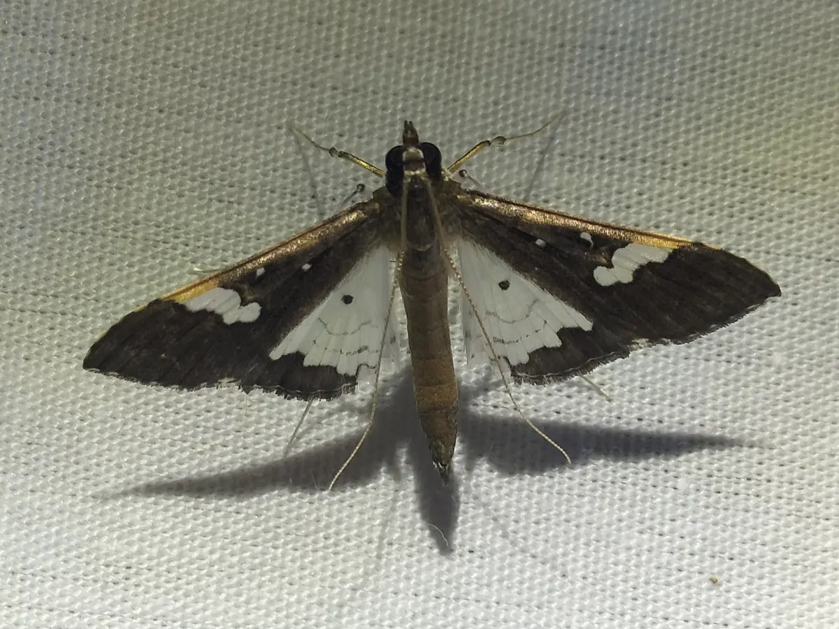 Bean podborer moth with dark brown wings marked with white patches, resting with wings spread on a pale sheet