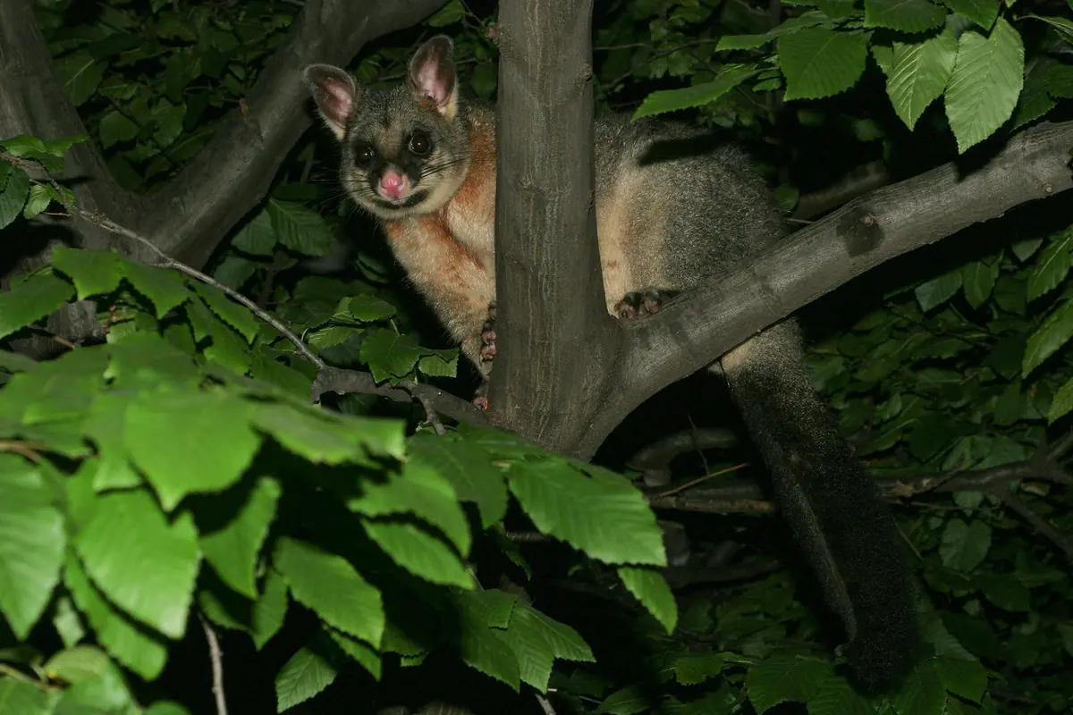 Common brushtail possum climbing among the leaves of a tree