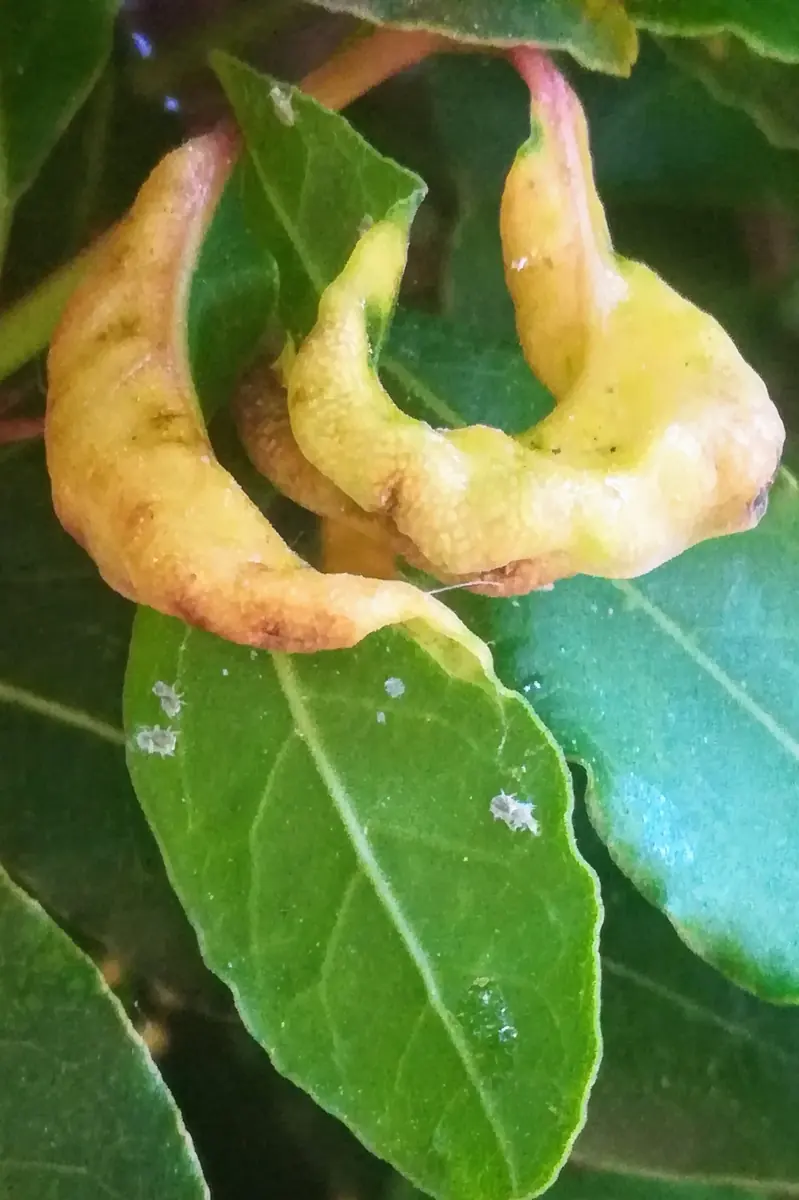 Bay leaves with thick, pale yellow and pink edges rolled downwards