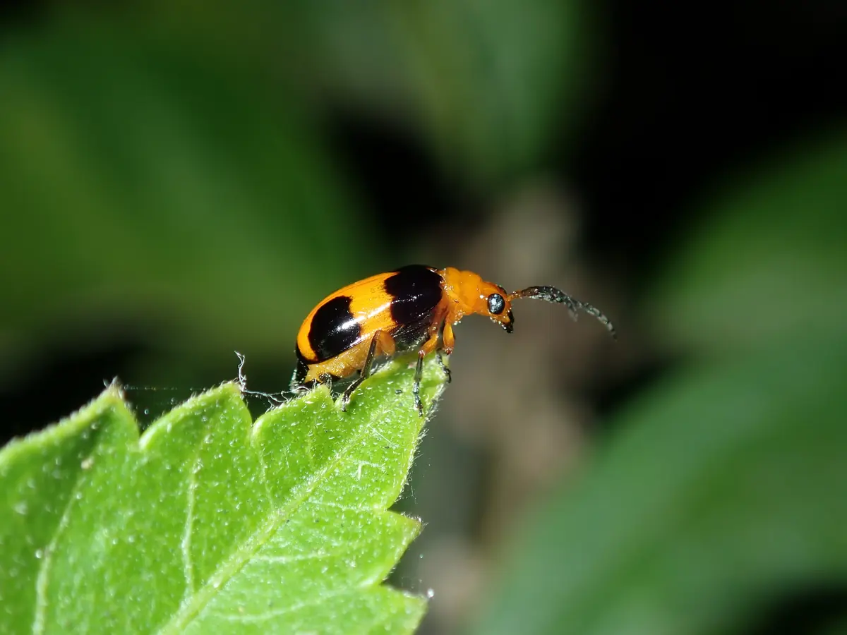 Orange banded pumpkin beetle with black markings on a leaf