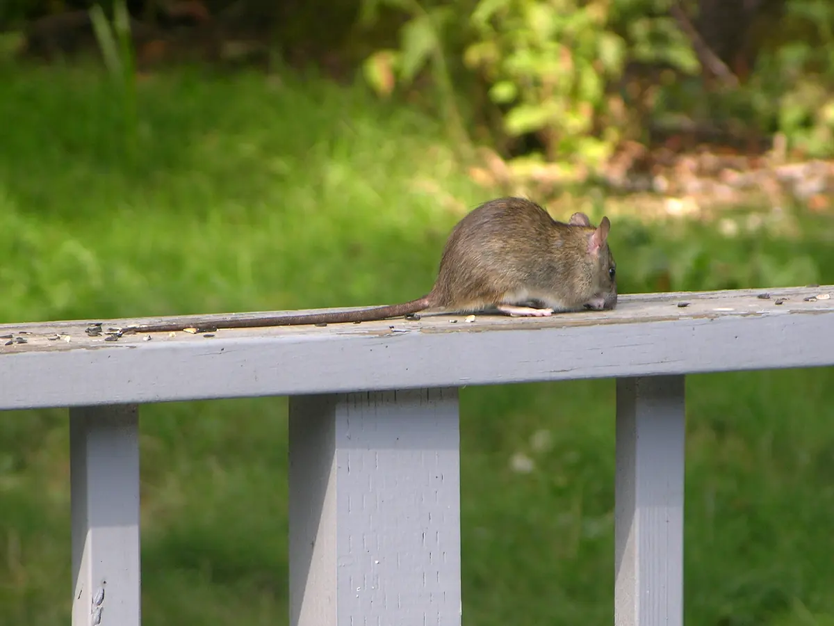 Black rat with a long tail sitting on a garden fence rail