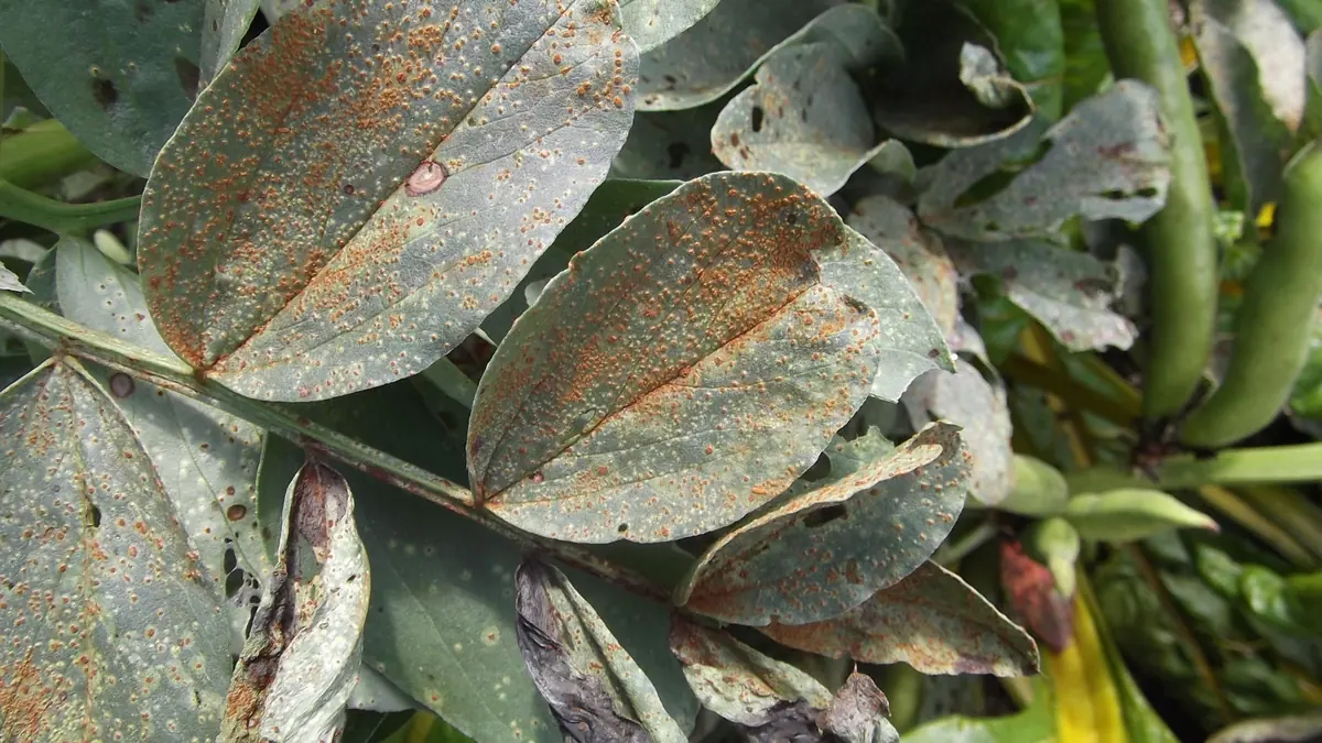 Broad bean leaves covered in small rust-brown pustules