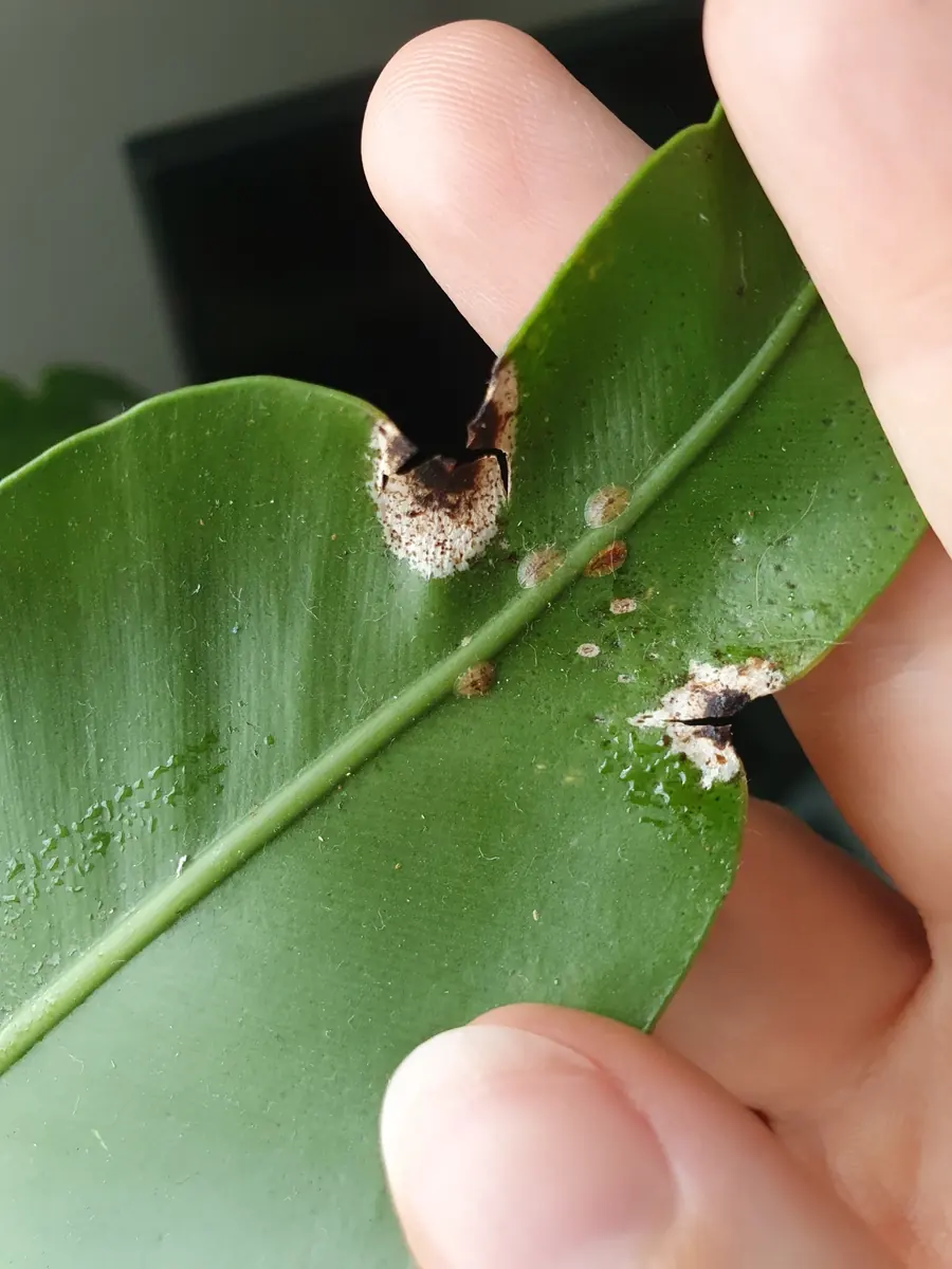 Soft brown scale on a leaf held in a hand