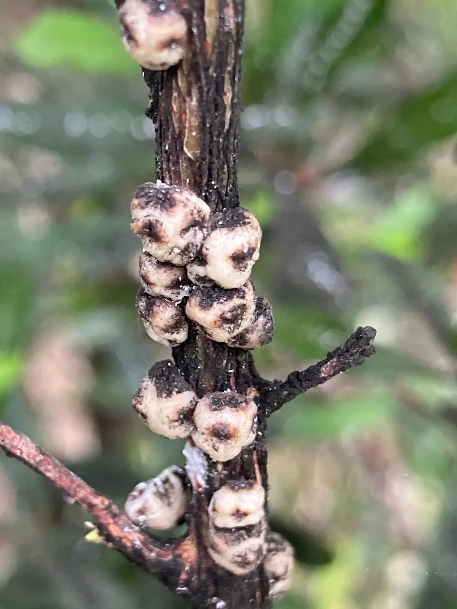 Clusters of Chinese wax scale on a stem