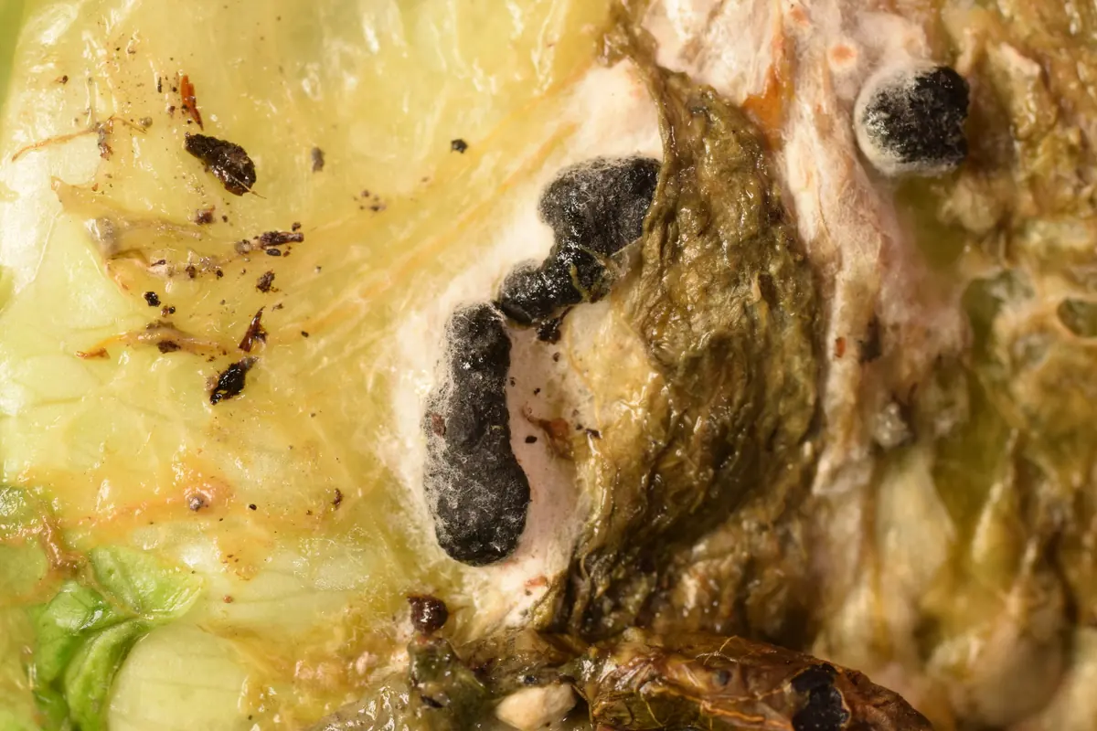 Black irregular sclerotia sitting in white mould on rotting pale green leaf tissue