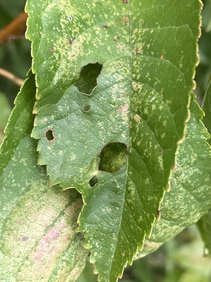 A stone fruit leaf with pale spots and several round holes where the spots have dropped out