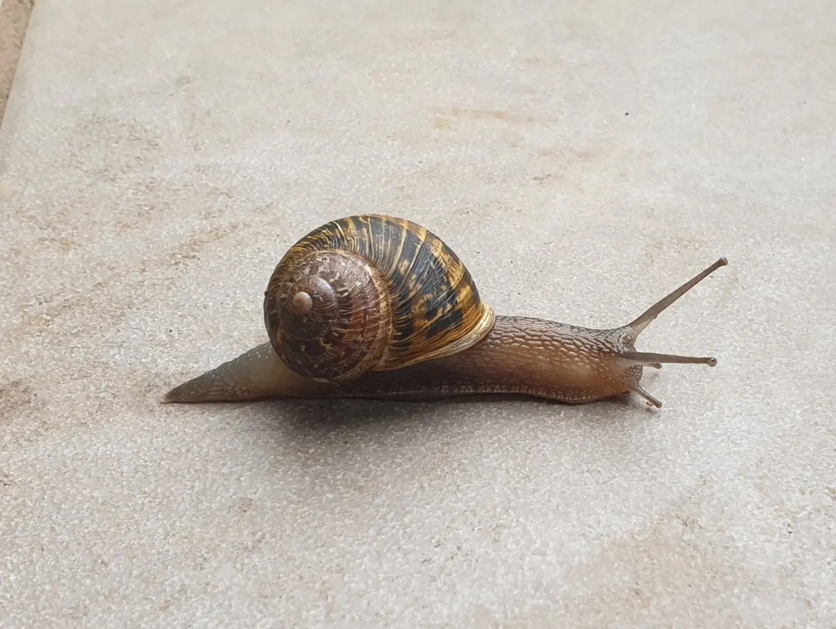 Common garden snail with a brown banded shell crawling on paving
