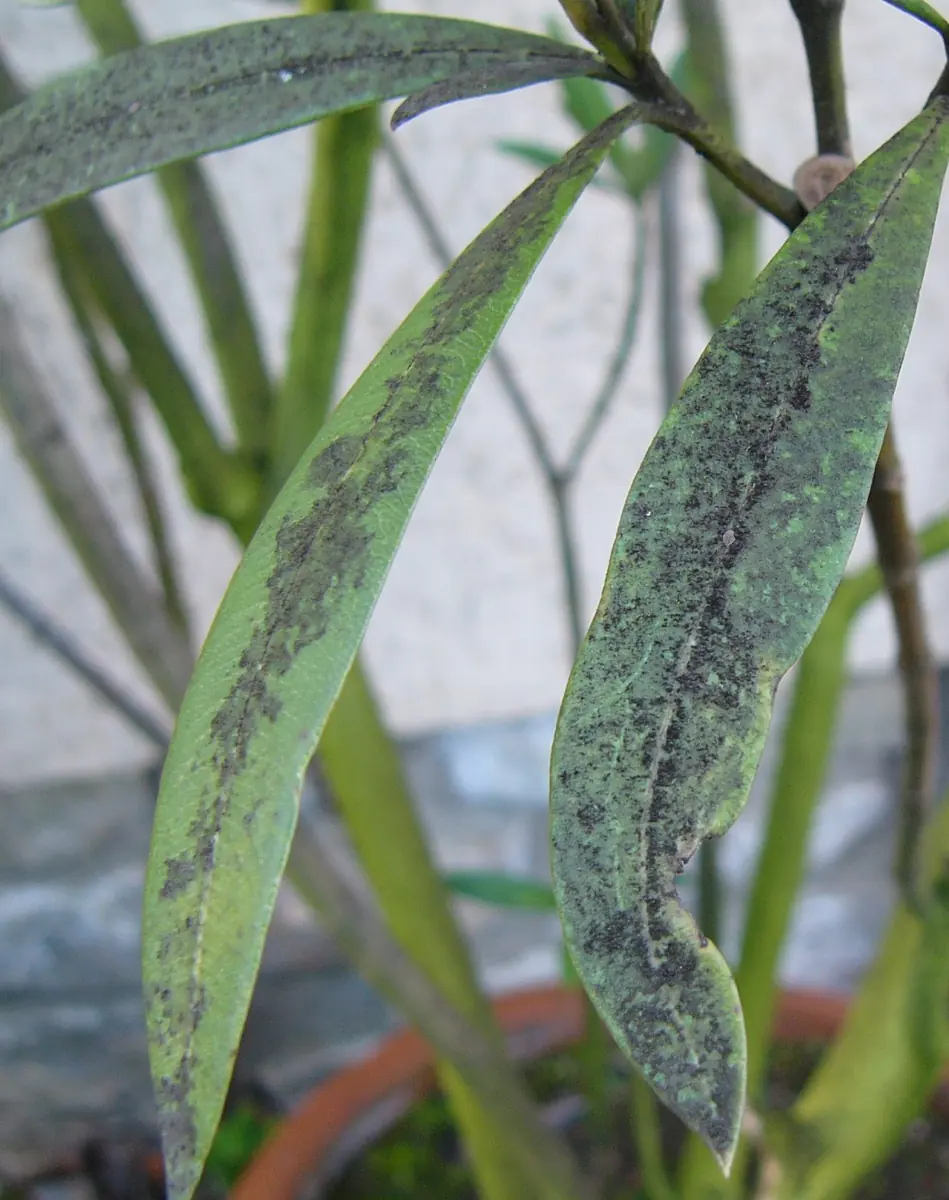 Narrow leaves coated in patches of black sooty mould