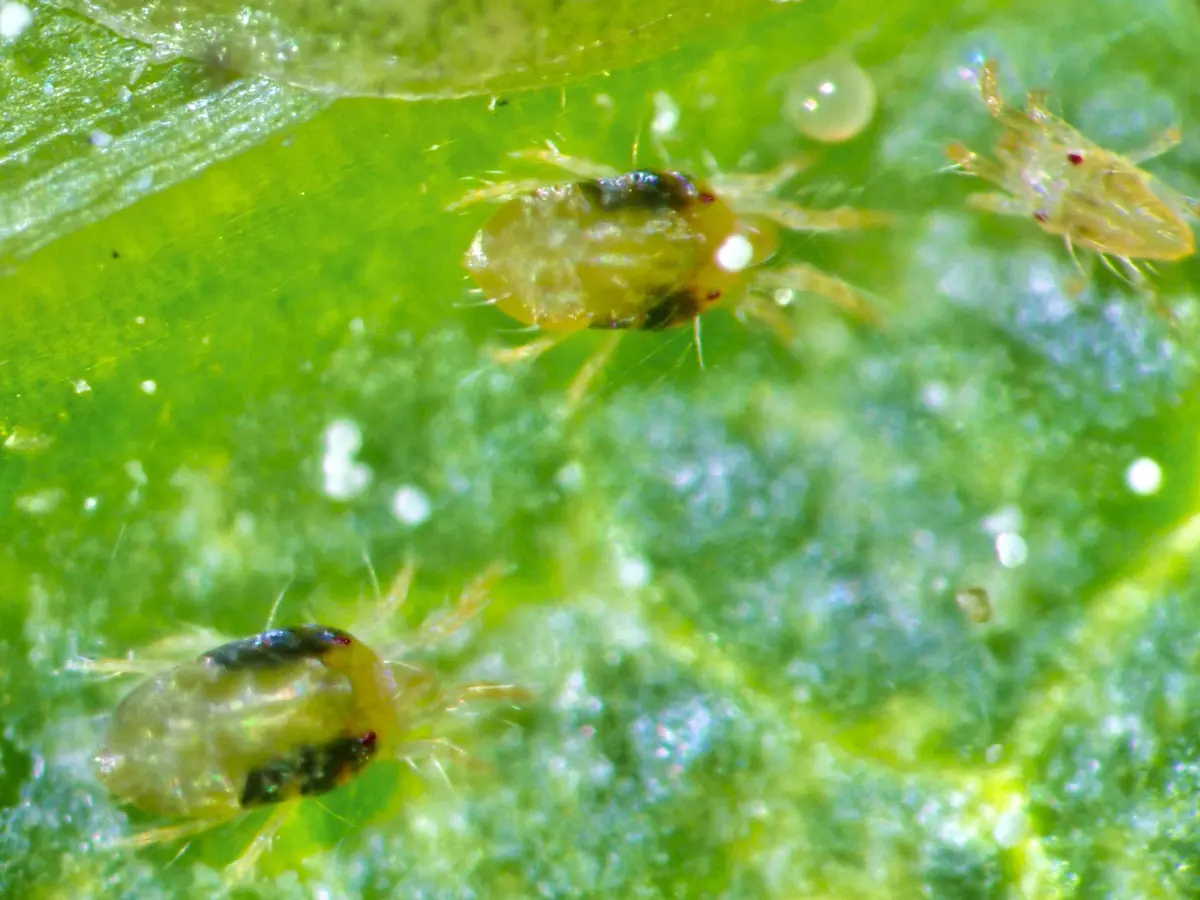 Magnified two-spotted spider mites on a green leaf